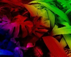 Arco iris vegetal  iii