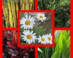 Mosaicos varios