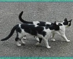 Tres hermanitos gatunos iii