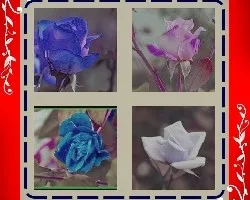 Mosaico de botones de rosa
