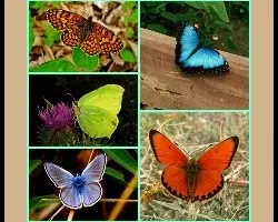 Mariposas unidas a pesar de la distancia...