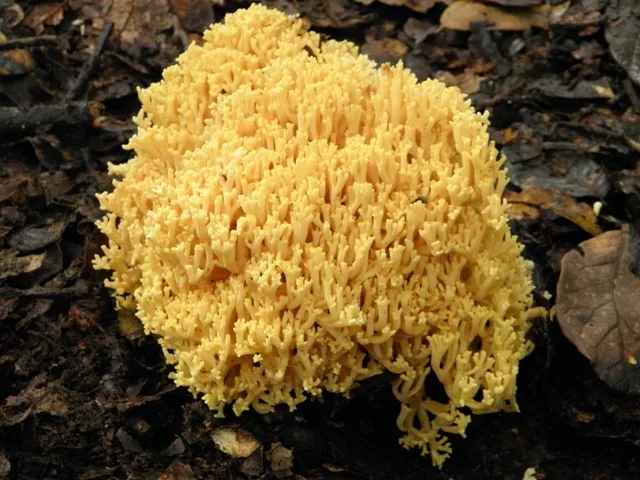 Foto