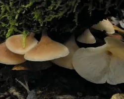 Campanophyllum proboscideum