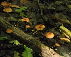 Marasmius leveilleanus