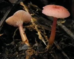 Hygrocybe laeta