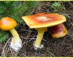 Amanita caesarea complex
