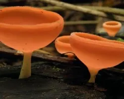 Cookeina speciosa