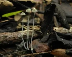 Coprinus?