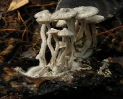 Asterophora parasitica