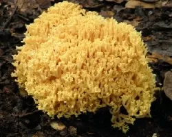 Ramaria sp.