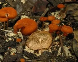 Marasmius cladophyllus