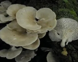 Polyporus tenuiculus