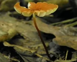 Marasmius sp. Sect. Sicci