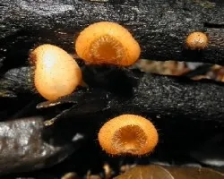 Cookeina tricholoma