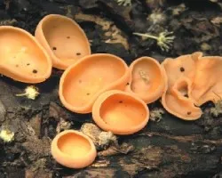 Cookeina venezuelae