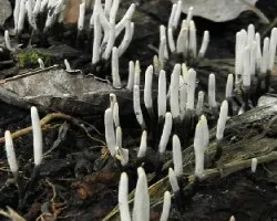 Xylaria sp.