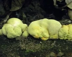 Entonaema liquescens