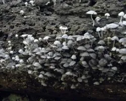 Coprinellus Disseminatus