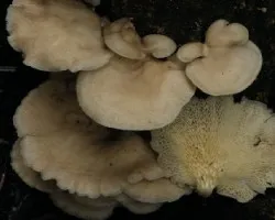 Polyporus udus