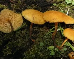 Xeromphalina tenuipes
