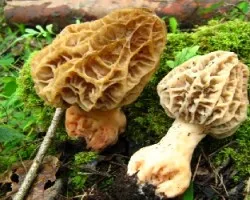 Morchella esculenta