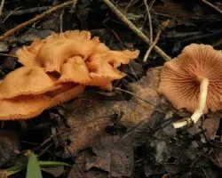 Laccaria laccata
