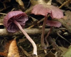 Laccaria amethystina