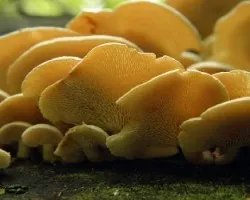 Dyctiopanus pusillus