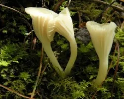 Cuphophyllus sp.
