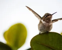 Colibri