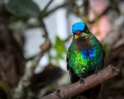 Colibri coruscans