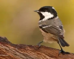Periparus ater