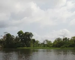 El estrecho prado de la selva