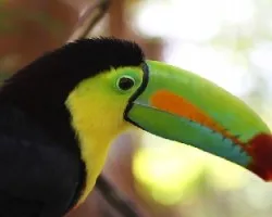 Ramphastos sulfuratus