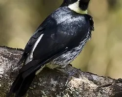 Melanerpes formicivorus