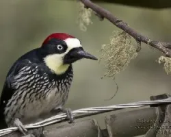 Melanerpes formicivorus