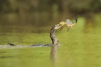 Phalacrocorax brasilianus