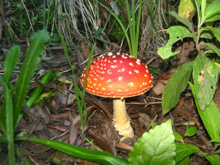 Foto