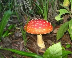 Amanita muscaria