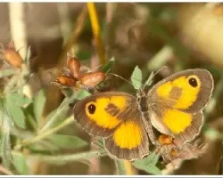 Pyronia bathseba