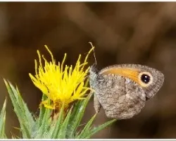 Pyronia bathseba