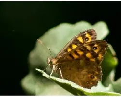 Pararge aegeria