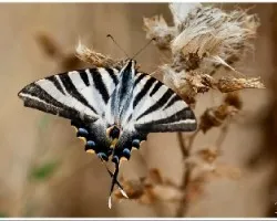 Iphiclides podalirius