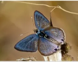 Polyommatus escheri