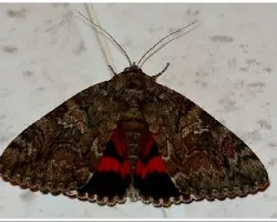 Catocala nupta