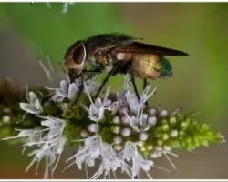 Mosca