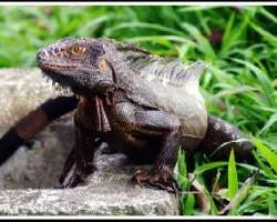 Iguana