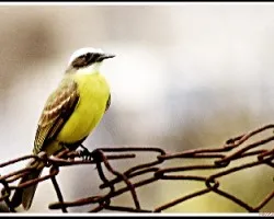 Myiozetetes similis