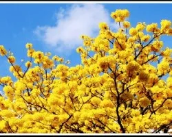 Cortés Amarillo