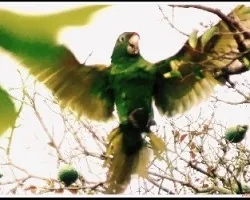 Aratinga finschi (Pericos)